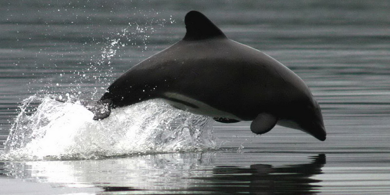 Endemic Chilean dolphin (© Francisco Viddi / WWF-Chile)